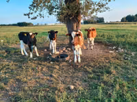 Bulle, Rinder — Foto 4