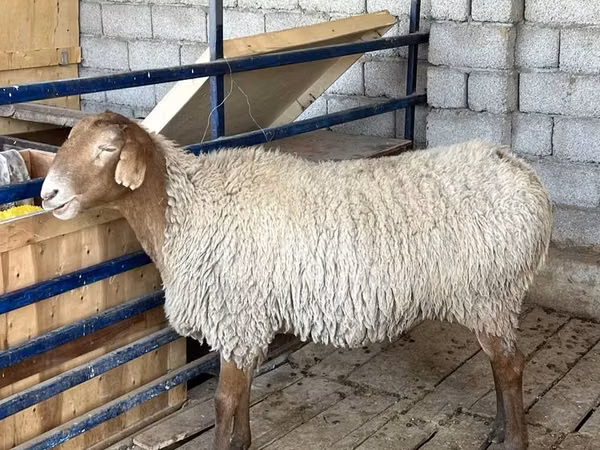 Schaf, Schafe