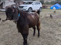 公山羊, Goats — 照片 2