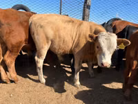 Сиыр, Simmental cattle — 7-сурет