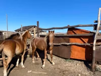Otlar (partiya, jinsi ko‘rsatilmagan), Kazakh horse — 3-rasm
