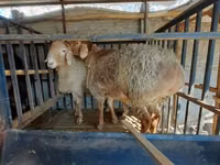 Ram, Hissar sheep — photo 5