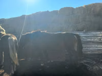 Mare, Horses — photo 4