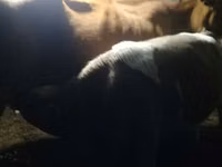 Bull, Simmental cattle — photo 2