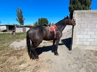 Hengst, Karabair horse — Foto 4