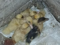 Ducks — Foto 2