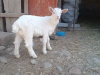 Cabras (lote, sexo no especificado), Alpine goat — foto 2