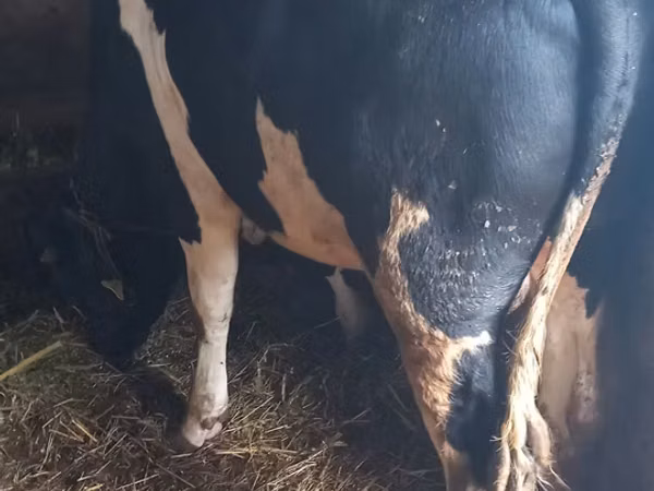Toro, Raza Holstein