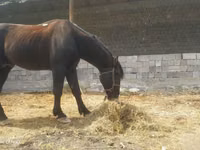 حصان, الخيول — الصورة 6