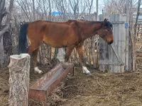 Бие, Kazakh horse — 5-сурет