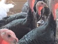 Turkeys — Foto 4