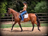 Yegua, Standardbred — foto 2