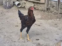 Chickens — Foto 4