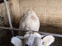 Sigir, Qoramol — 1-rasm
