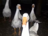 Geese — 1-сурет