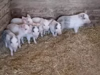 Schweine (Partie, Geschlecht nicht angegeben) — Foto 3