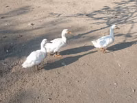 Ducks — 照片 3