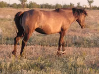 Mare, Mugalzhar horse — photo 1
