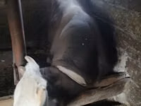 公牛, Simmental cattle — 照片 1