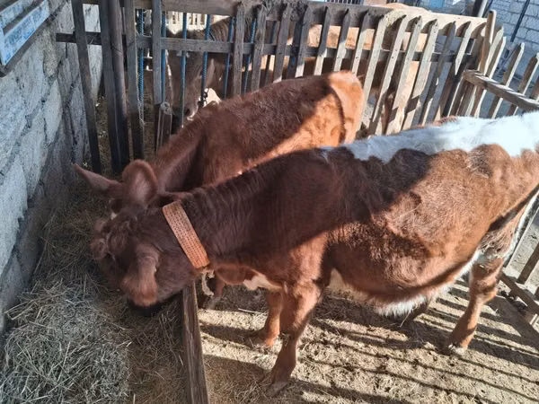 母牛, Cattle — 哈萨克斯坦