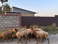 نعجة, الأغنام — الصورة 8