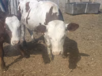 公牛, Cattle — 照片 1