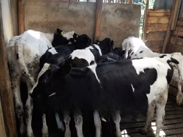 牛只（批次，未指定性别）, Russian Black pied cattle