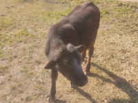 公牛, Swiss cattle — 照片 4