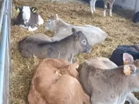 Bulle, Rinder — Foto 2