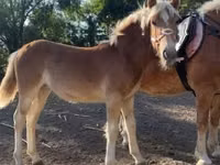 Бие, Haflinger — 1-сурет