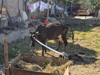 Уй эти (партия, жынысы көрсөтүлгөн эмес), Сиырлар — сүрөт 3