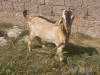 عنزة, الماعز — الصورة 1
