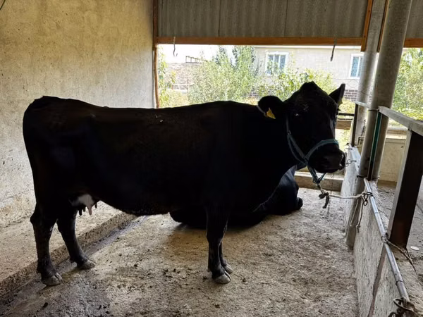 母牛, Cattle — 吉尔吉斯斯坦