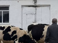 Toro, Raza Holstein — foto 1