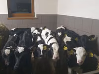 Toro, Russian Black pied cattle — foto 4