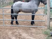Caballo, Caballos — foto 4
