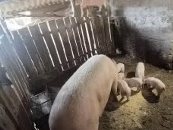 Säue, 