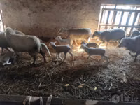 كبش, Merino sheep — الصورة 4