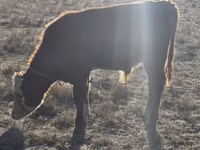 公牛, Cattle — 照片 1