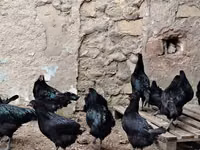 Chickens — Foto 6
