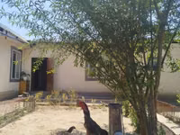 Chickens — foto 2