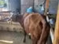 Cow, Latvian Blue cattle — photo 8