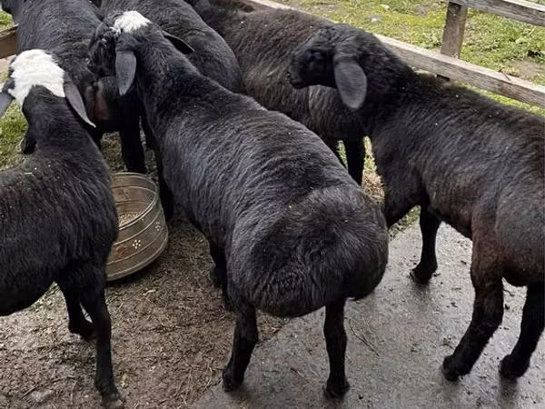 Кочкор, Гиссар койу