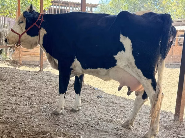 गाय, Latvian Blue cattle — कज़ाखस्तान