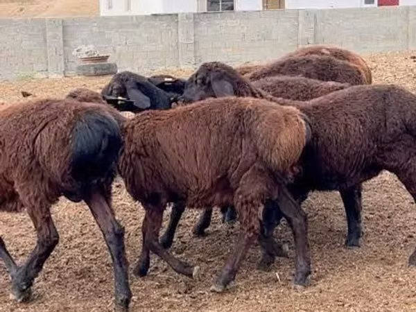 Кочкор, Гиссар койу