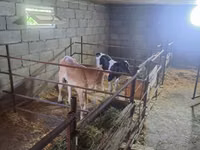 Kuh, Holstein-Rasse — Foto 2