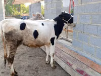 Kuh, Holstein-Rasse — Foto 1