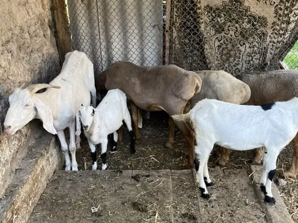 Ziege, Ziegen — Kirgisistan