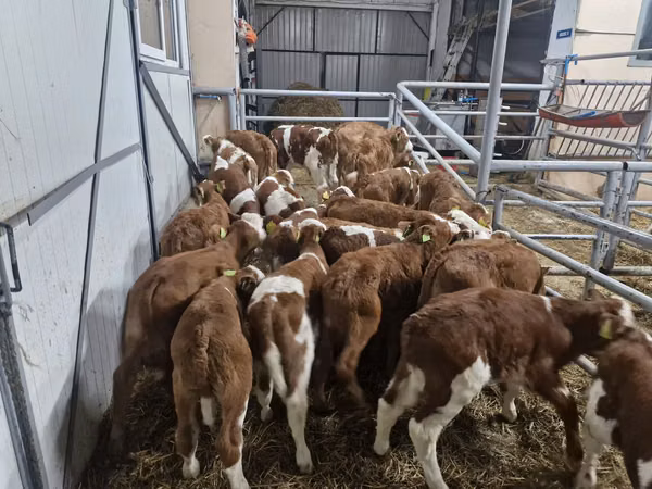 ІҚМ (топ, жынысы көрсетілмеген), Simmental cattle