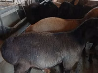 Ziegenbock, Boer goat — Foto 8